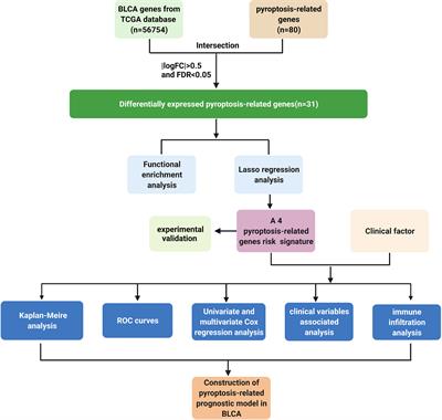 Novel Pyroptosis-Related Gene Signatures Identified as the Prognostic Biomarkers for Bladder Carcinoma